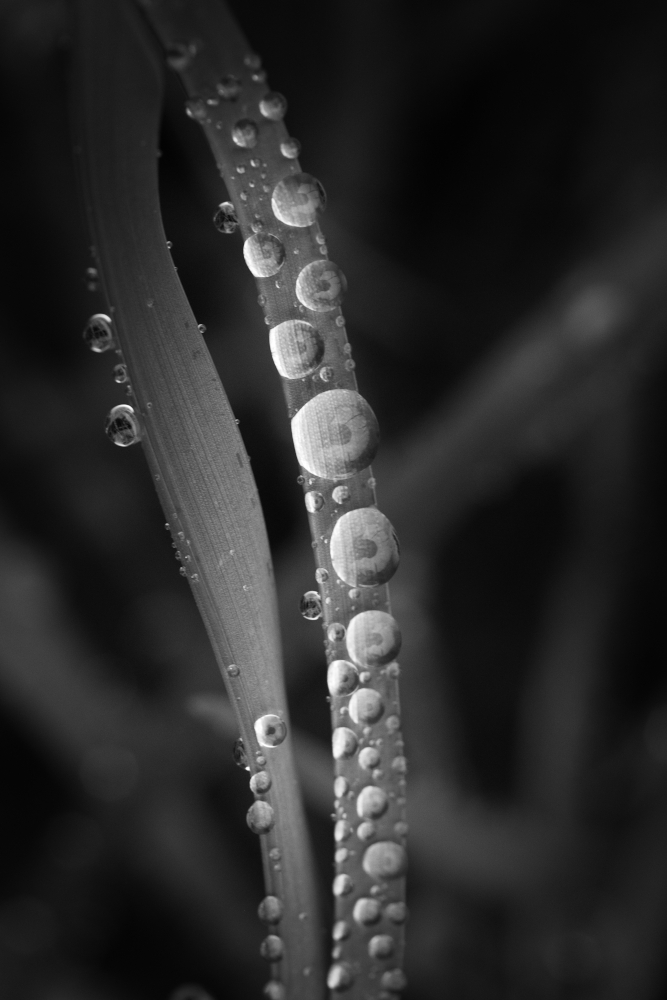 paralleles7020.jpg.b4661352e18b66f3d37025f08ecb86fe.jpg