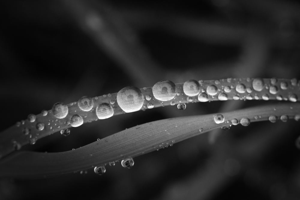 paralleles7020H.jpg.247583f3c22647c37b0d3f6c310fd9b9.jpg