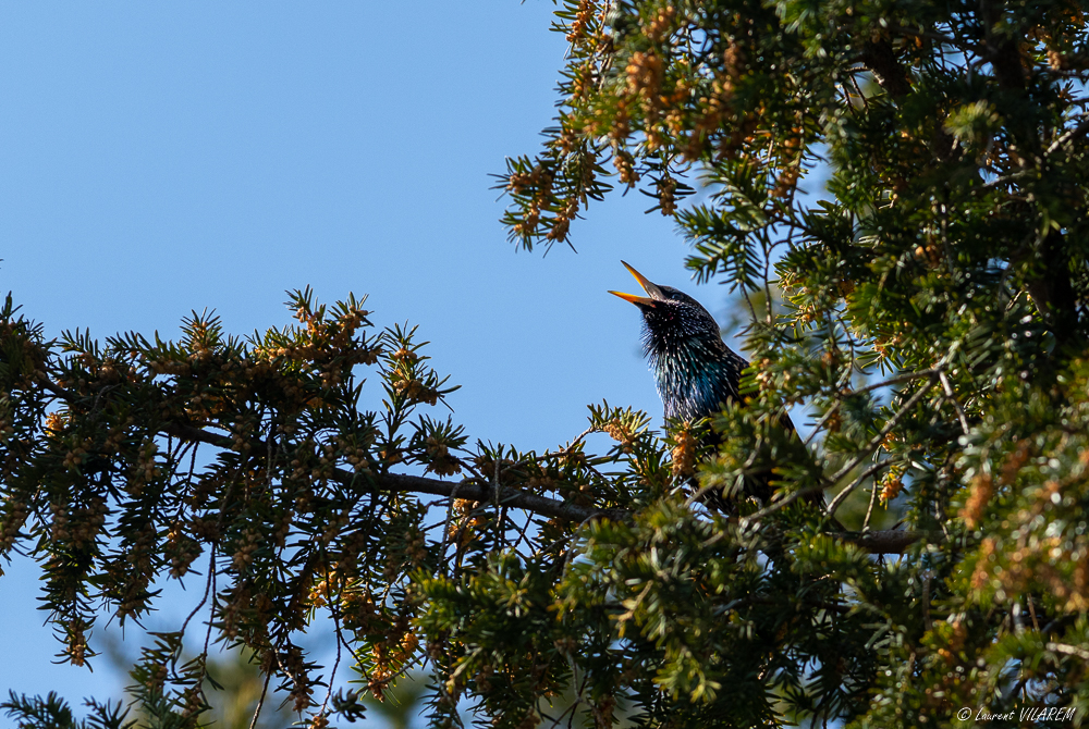 1352671294_20210301-SUISSE-GENEVE-PARCDESEAUXVIVES-OISEAUX-103.jpg.09066bb1b84dfec654558991c573ee3d.jpg