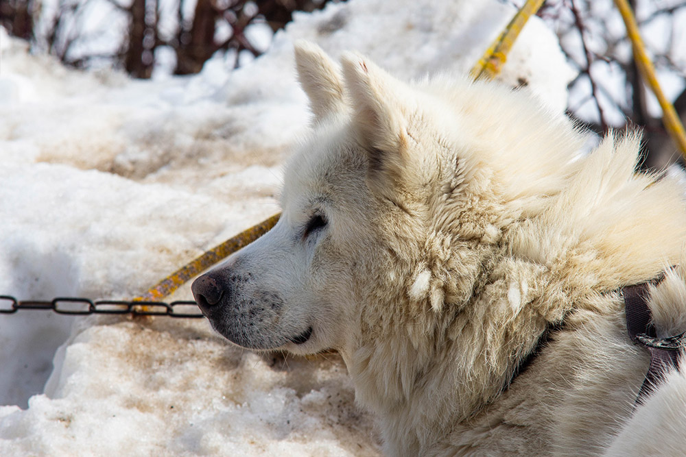 1458638776_husky04.jpg.a614f7d58aba943105b413478d44b289.jpg