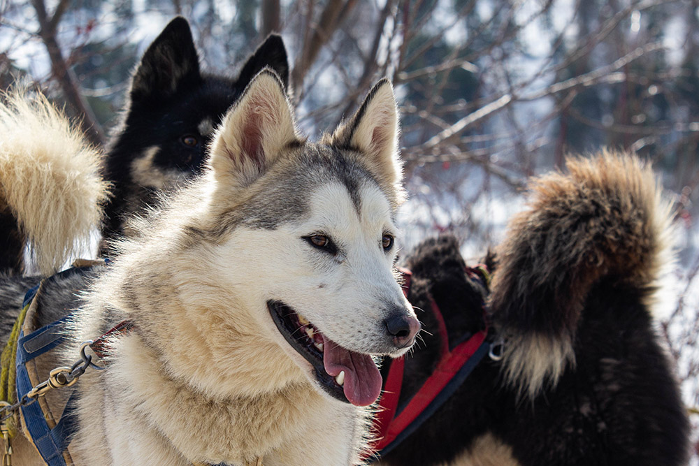 1481139618_Husky05.jpg.742f82d04b719739e020fe3e16543bad.jpg