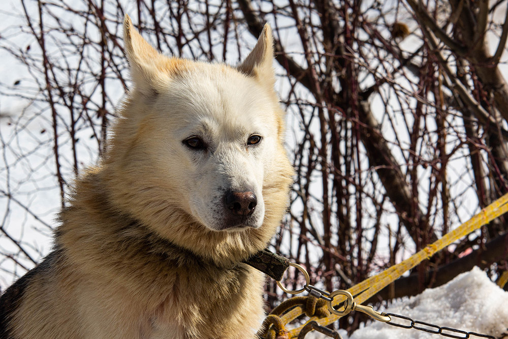 1610946028_Husky06.jpg.6e64362101833f603b055f1cda56cde0.jpg