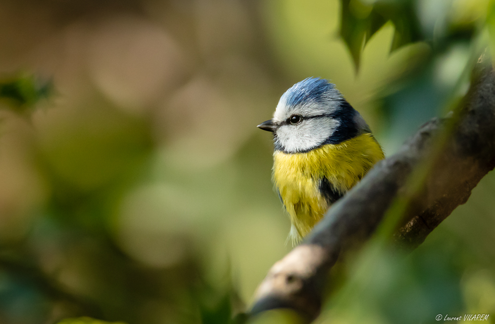 2028273352_20210308-SUISSE-GENEVE-PARCEAUXVIVES-OISEAUX-58-Edit.jpg.521f2891013335155b79ce39f5998e9f.jpg