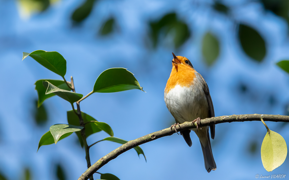 2041533210_20210308-SUISSE-GENEVE-PARCEAUXVIVES-OISEAUX-49-Edit.jpg.919238aa01927be138acbb33fbd3e0d5.jpg