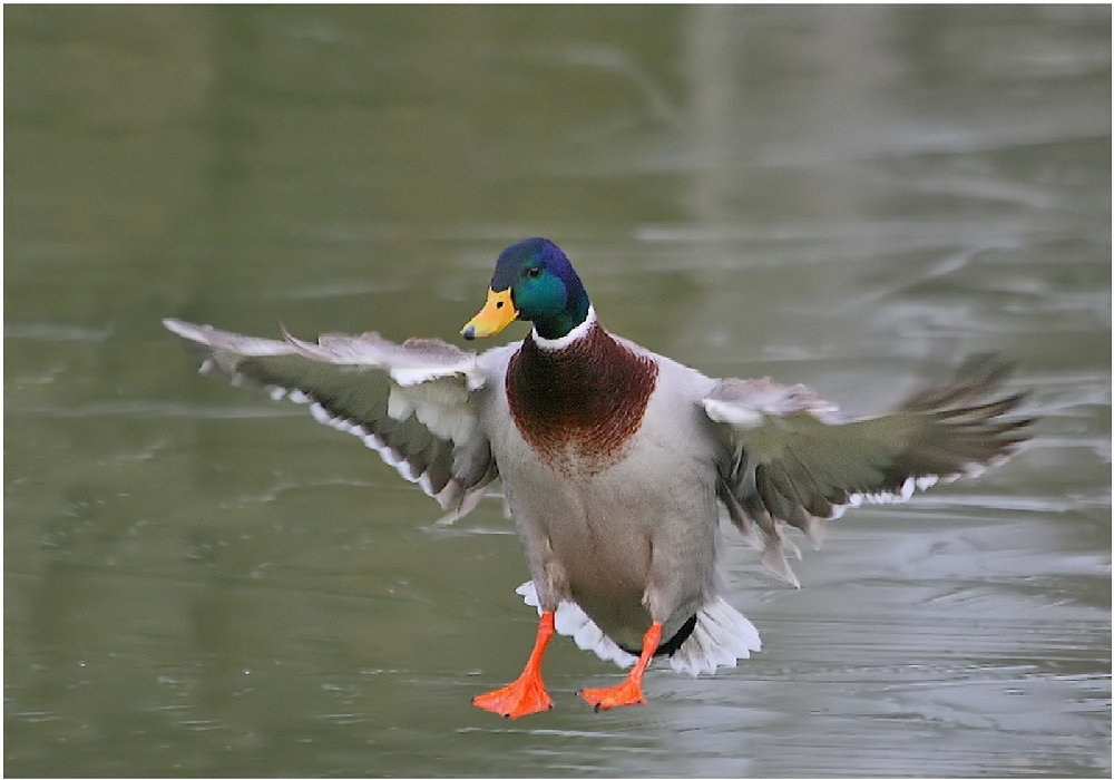 20676924_COLVERT-1000-jemeprstavous.jpg.ff7400a49d8cb0d4efee3fde5d84684e.jpg
