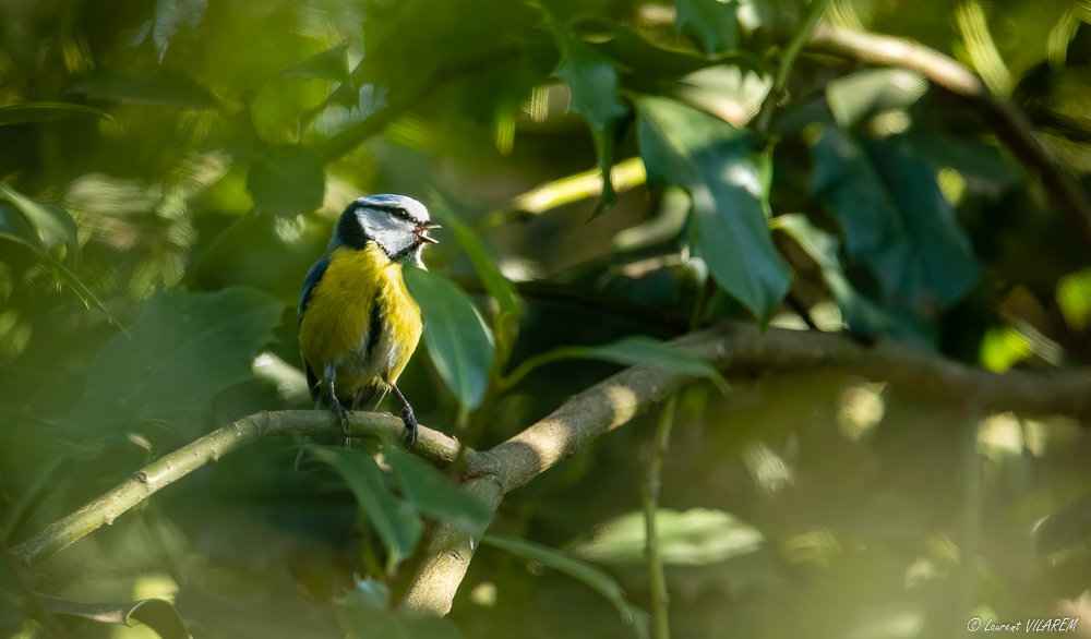 2101696721_20210301-SUISSE-GENEVE-PARCDESEAUXVIVES-OISEAUX-56-Edit.jpg.8b87b9bae43bc568779779f640c0917f.jpg