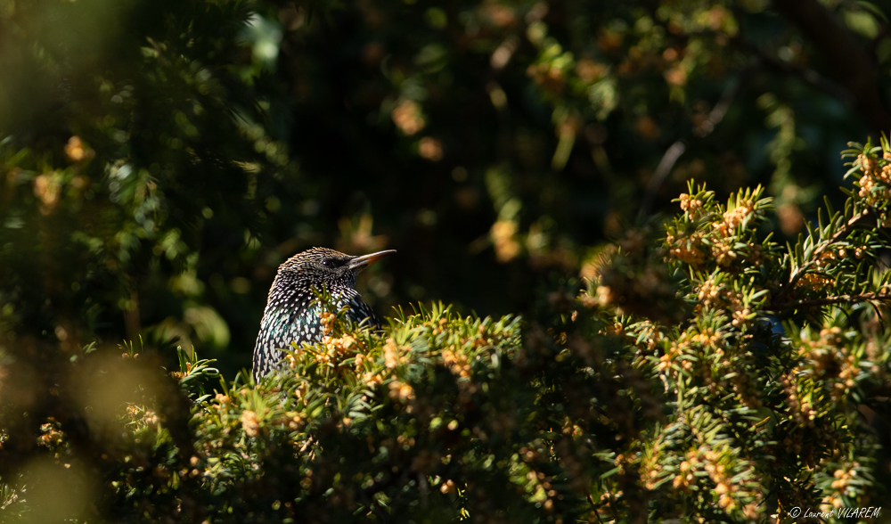 272142225_20210301-SUISSE-GENEVE-PARCDESEAUXVIVES-OISEAUX-32.jpg.2250a9efa9c69522f95a59e4fcb40f36.jpg