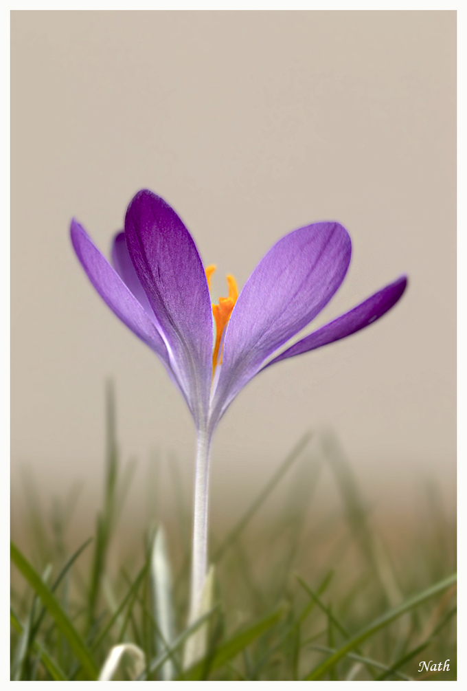 Crocus _12.jpg