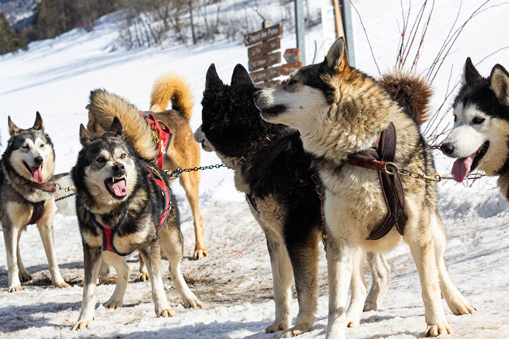 50451919_Huskylameute01.jpg.d7d5a83943a942abbea4bb01e1715566.jpg