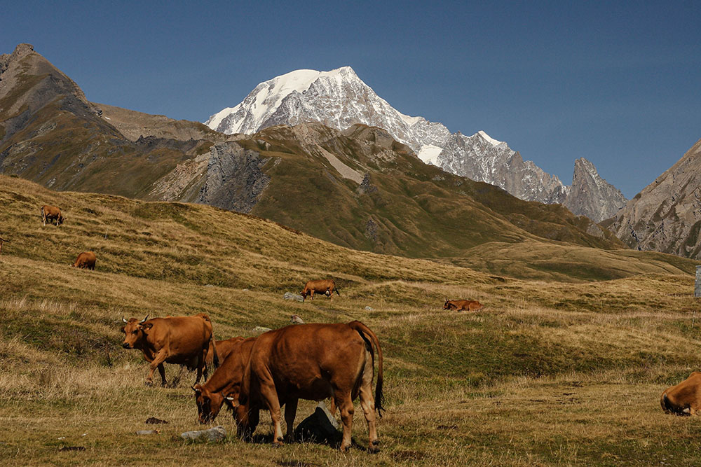 52864214_MontBlancdepuisPetitSaintBernard.jpg.300032e7087d06185c98352659e1b95d.jpg