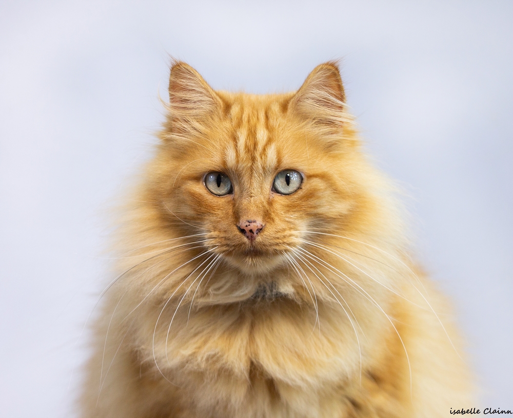 les chats 3 sfp.jpg