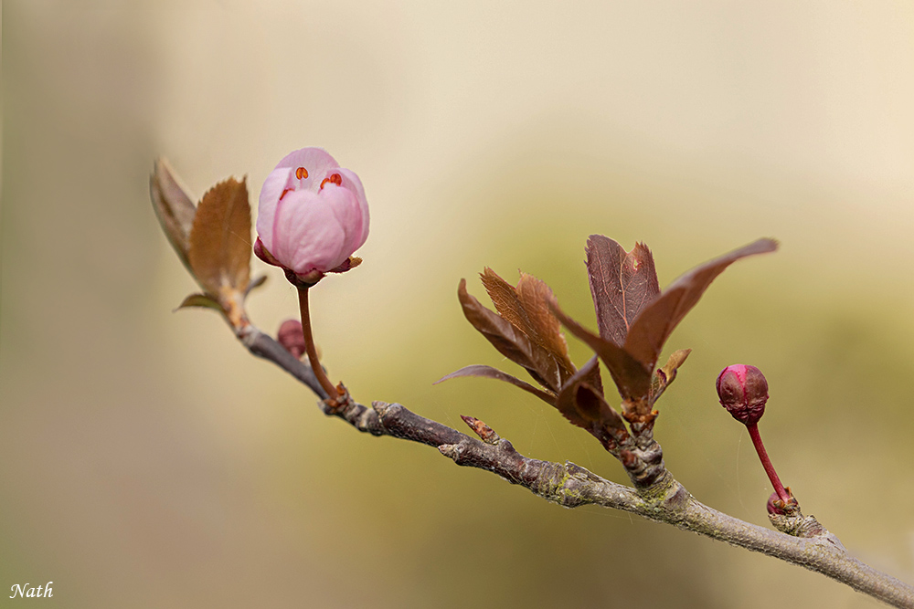 661669900_Cerisierfleurs_1.jpg.fc2e14d9c1373d67b333a11cd2bdd19c.jpg