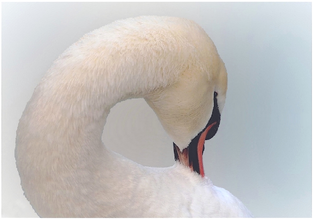 741123447_cygne1000-ret-fin.jpg.b7a839d8d8105d99e910a4690f3f9be8.jpg