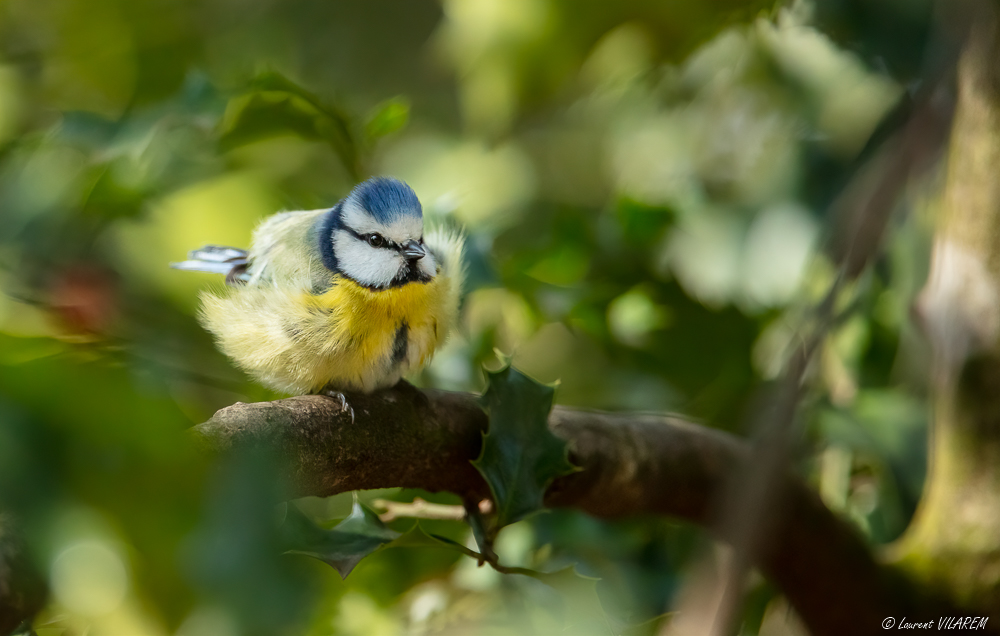 82793700_20210308-SUISSE-GENEVE-PARCEAUXVIVES-OISEAUX-84-Edit.jpg.5f0d42c983d604f504ad5fb9baf0ded8.jpg
