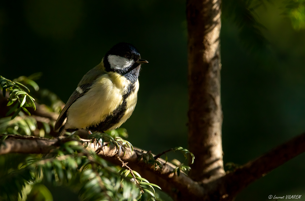 894858471_20210301-SUISSE-GENEVE-PARCDESEAUXVIVES-OISEAUX-23-Edit-Edit.jpg.f3eac50c563229ffbc851a521e422869.jpg