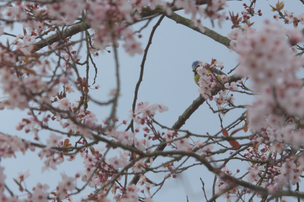 983193732_MsangePrunus.JPG.3fa3407fdb1e8b65d4554617ba7aadce.JPG