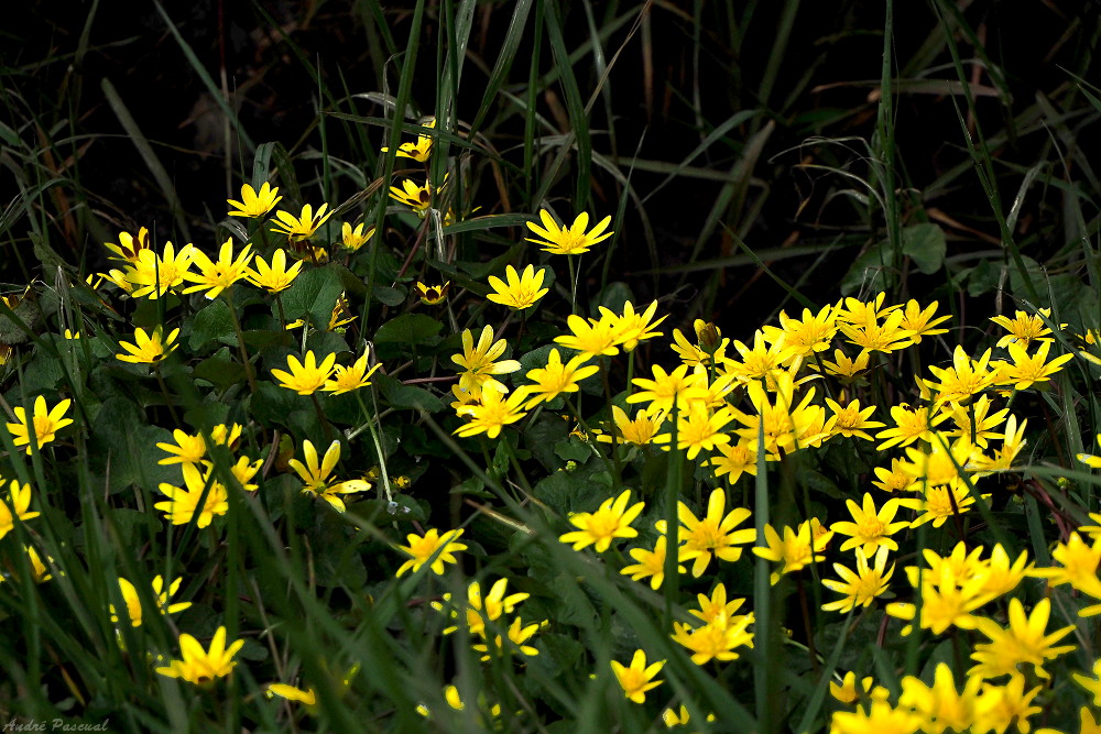 Fleurettes_Jaunes_1000.jpg.e1d7004e1fb9da8dfdb6f738129728fd.jpg