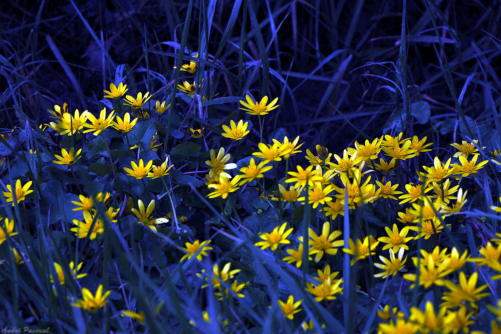 Fleurettes_Jaunes_NivAuto_1000.jpg.4d07261d1ffe04bfba276eee4de884b4.jpg