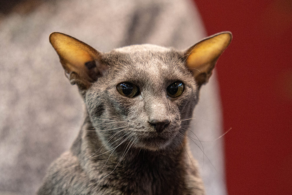 Gremlin.jpg.160c67d78a9555c2382f4ba00182502b.jpg
