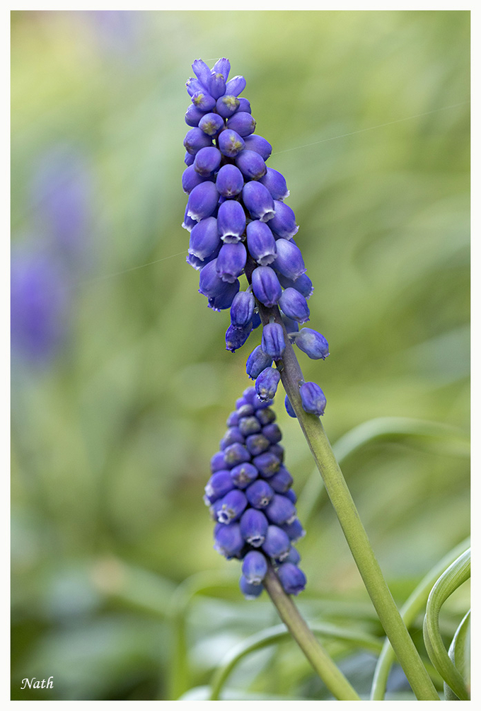 Muscari_1.thumb.jpg.816fb23017525e82508970cc0cdb1bbc.jpg
