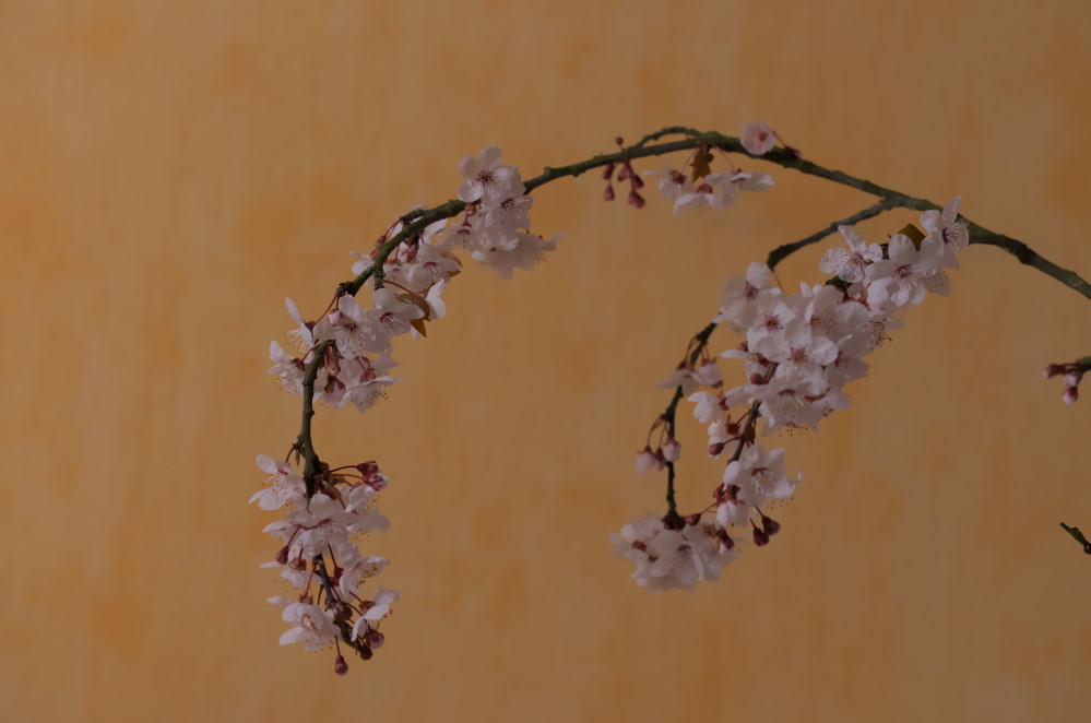 Prunus.JPG.db44afe00036cbffb3967fcdc3e1ff34.JPG