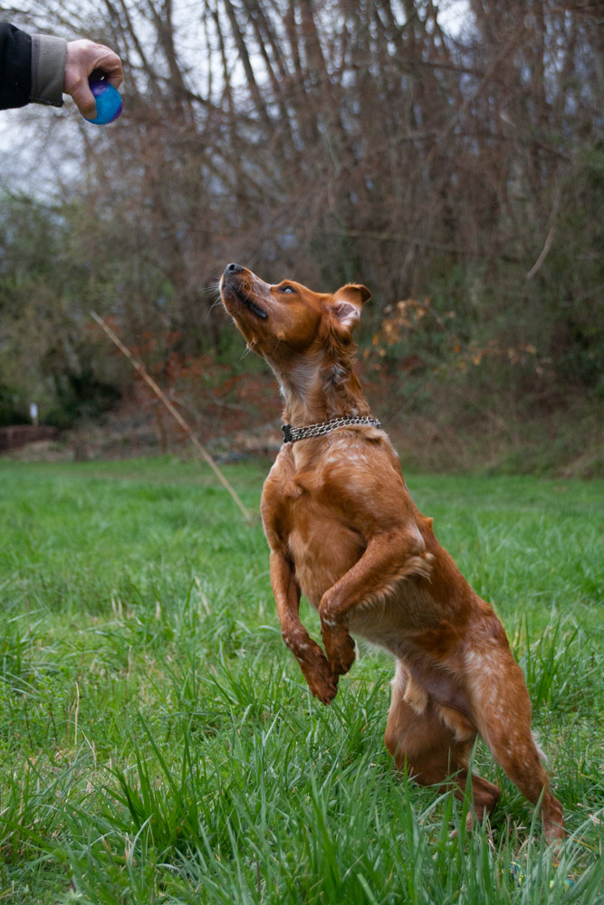 chienmerande.jpg.8d2d53b9d0a28371a02a604c72e161eb.jpg