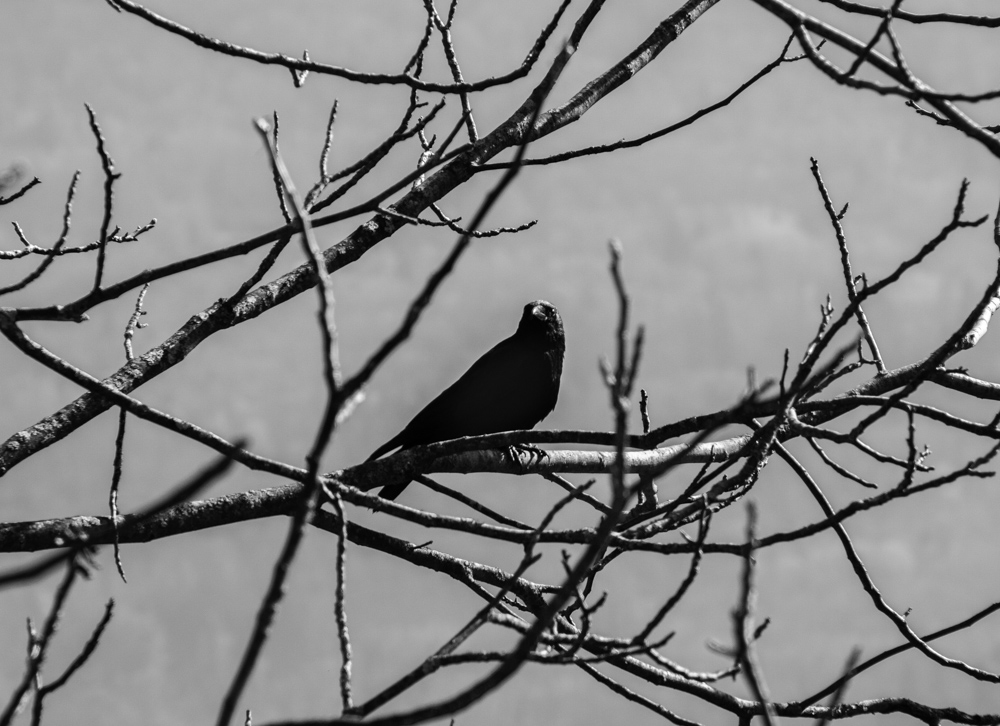 corbeau.jpg.59f29e7021bd14517e4627c8550fae5e.jpg