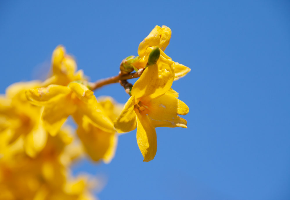 fleurjaune.jpg.48c8dac16e3131429b4bbb06afafffe1.jpg