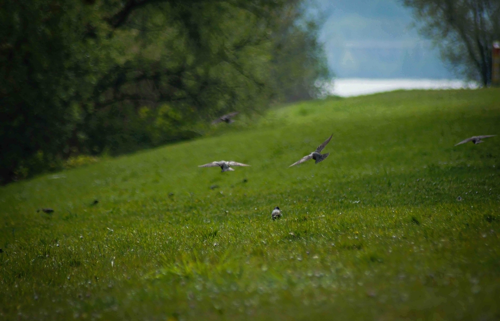 DSC01616 copie-compressed-2.jpg