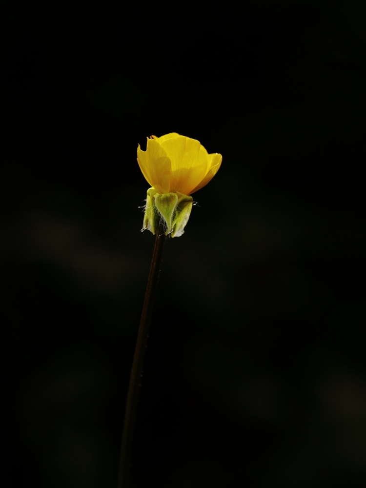 2G6A8514.JPG.cd3b803181396d14f87ca5ec8b4cab5b.JPG