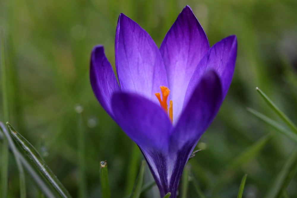 Crocus_small.JPG.33faca08b3b61427709048a2556a5514.JPG