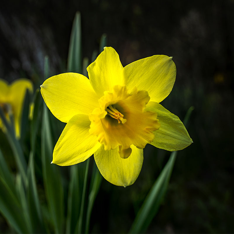 DSC03441-carre.jpg.8e980ad580a70973dfff9cd1d9c86b29.jpg