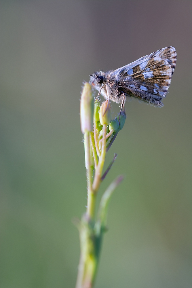 DSC_3865.jpg.f99a048f967d4a0bf98fd1d3d74f6d3e.jpg