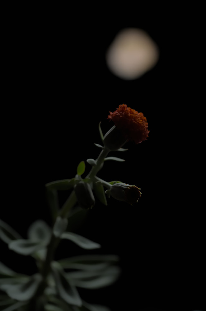 DSC_7118.JPG.6224198fd547776933c03332601ad700.JPG