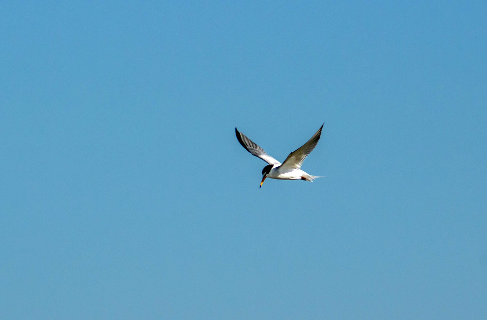 IMG_5260.jpg.232d3aa0b9bce384547666c669d576da.jpg
