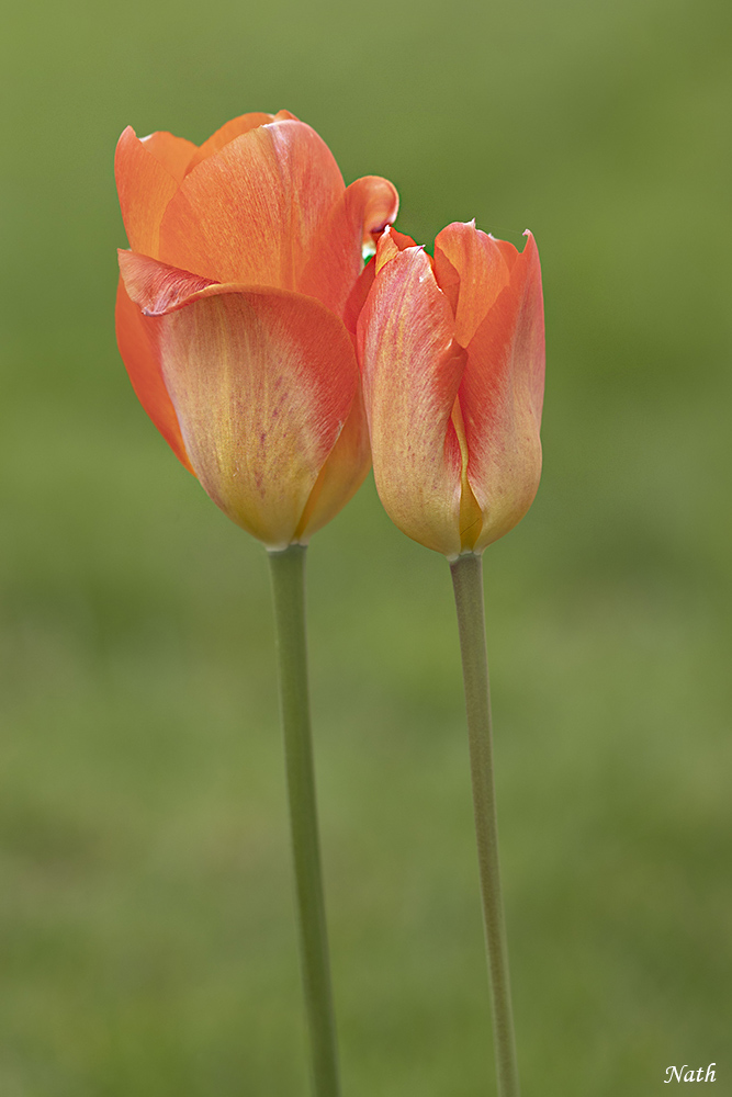 Tulipe.jpg.a3f48866346d0788170da77bd6c1e9e0.jpg