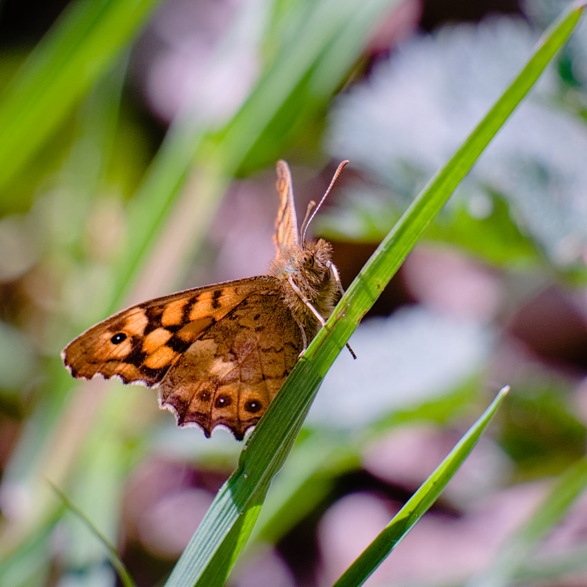 VHA08204-1.jpg