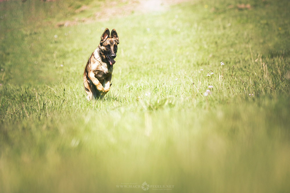 _AF_7867-Avec-accentuation.jpg.bb28f3e0461310b3435f76f061e3d422.jpg