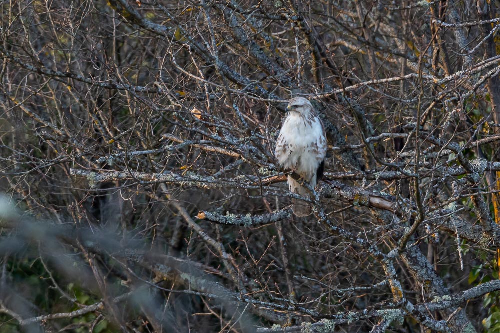 _IL_0949.jpg.52f7002971778c7efc80c3fdac6df3fb.jpg