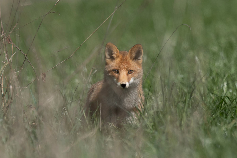 renard11.jpg.ac03d314e9ec7bb44b96168d602c26b7.jpg