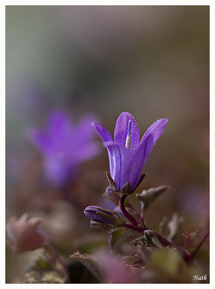 1197607413_Campanule_1.jpg.b9691bc332150877b88ca50a9fc49ad5.jpg