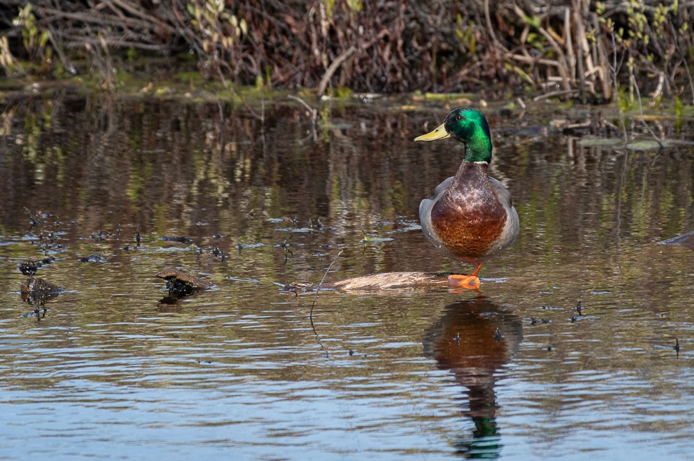 Le colvert - Photo animalière - Forumdephotos.com