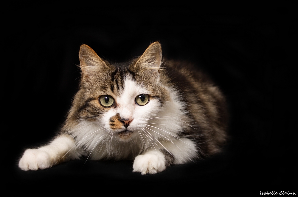 chat joue 23fp.jpg