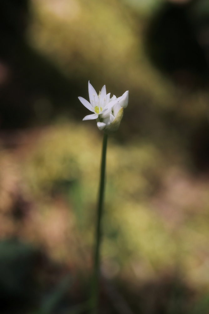 2G6A8796.JPG.305b72be30008169dfd9ac9f7483a204.JPG