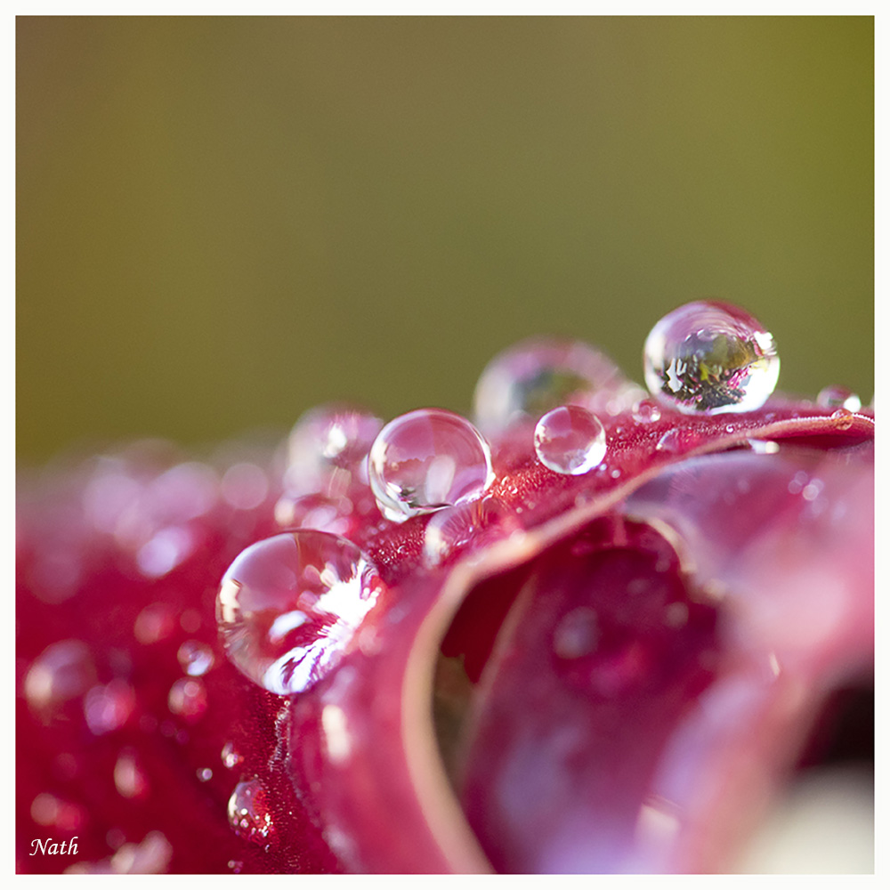 972979144_Gouttesdepluie.jpg.665ec26d051e438c403530f7a32e0d11.jpg