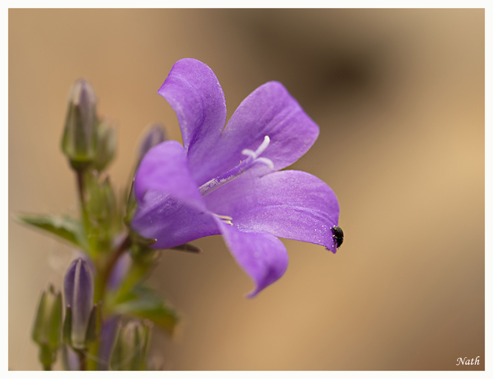 Campanule_3.jpg.63fdad6638c1b44d42288b9d696562b1.jpg