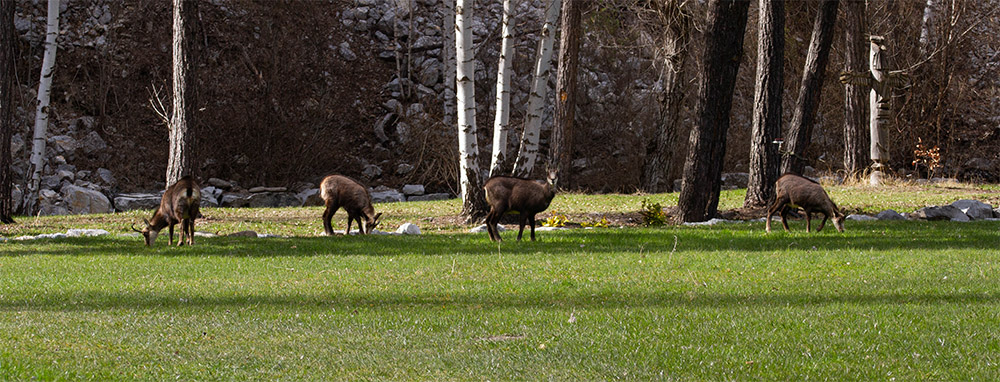 Chamois.jpg.10f90933ff4524040b5d29cf7341965c.jpg