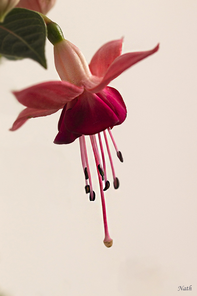 Fushia.jpg.3982923dd397f0844d0b607fec306d33.jpg