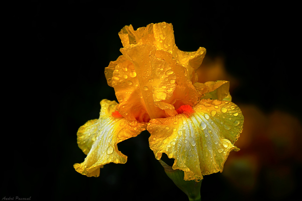 Iris_Jaune_Orange_2_1000.jpg.b65397d30bc491b5a9b9b0bc48084b75.jpg