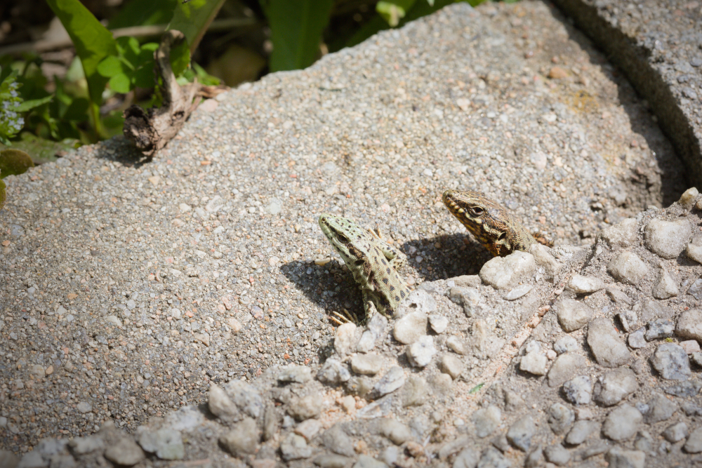 lezards9455.jpg.3302bb6fcba19d26a176805d588e1973.jpg